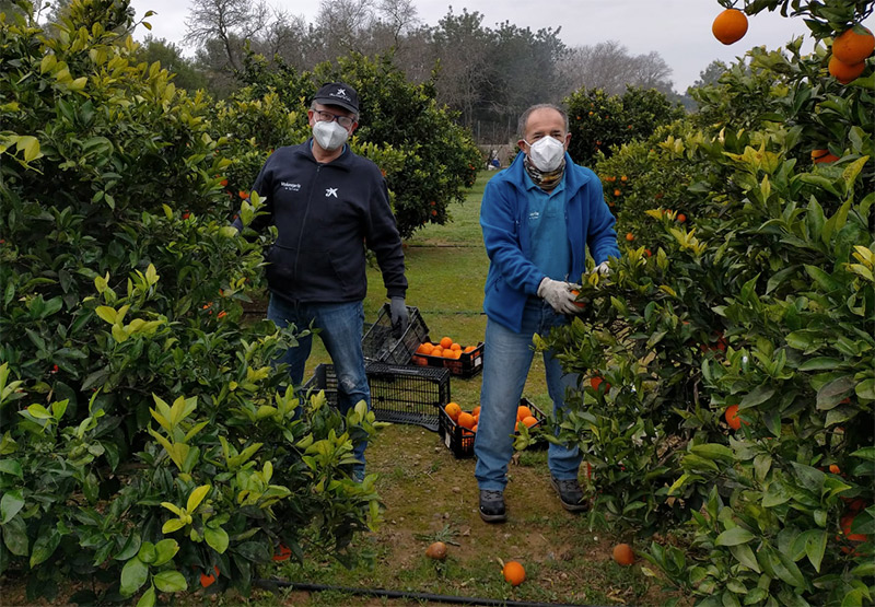 Recogidas solidarias para evitar el desperdicio de alimentos en el campo