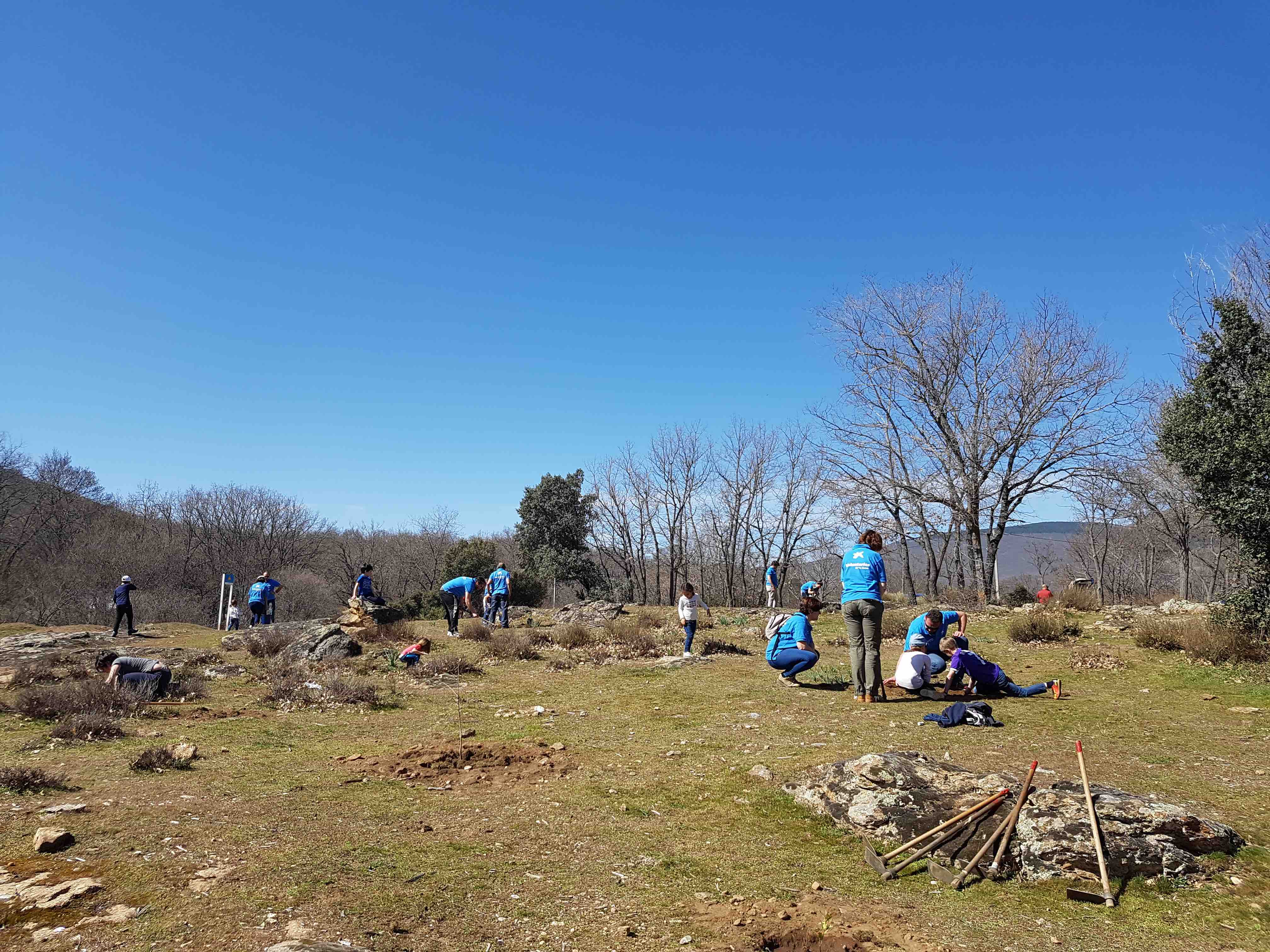 Plantamos más de trescientos arboles en el Parque Nacional de Guadarrama -  Voluntariado - Voluntariado CaixaBank